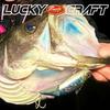 LUCKY CRAFT Salty Beats 85 Fishing Lure Pinky (1518 Punch)