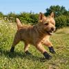4Pcs/Set Soft Summer Dog Shoes Non-Slip Hollow Puppy Shoes Dog Paw Protector  for Small Medium Dogs