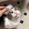 Multifunktionale Katze Hund Massagebürste Haarentfernung Staubentfernung Haustier Spezielle Bürste Doppelseitig Weich Handwaschbürste Zuhause