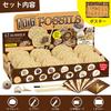 XXTOYS Fossil Excavation Fossil Fossil Excavation Natural Fossil Excavation Excavation Set of Gift Kit, Specimen, Kit, Set, Toy, 12, Paleontology,