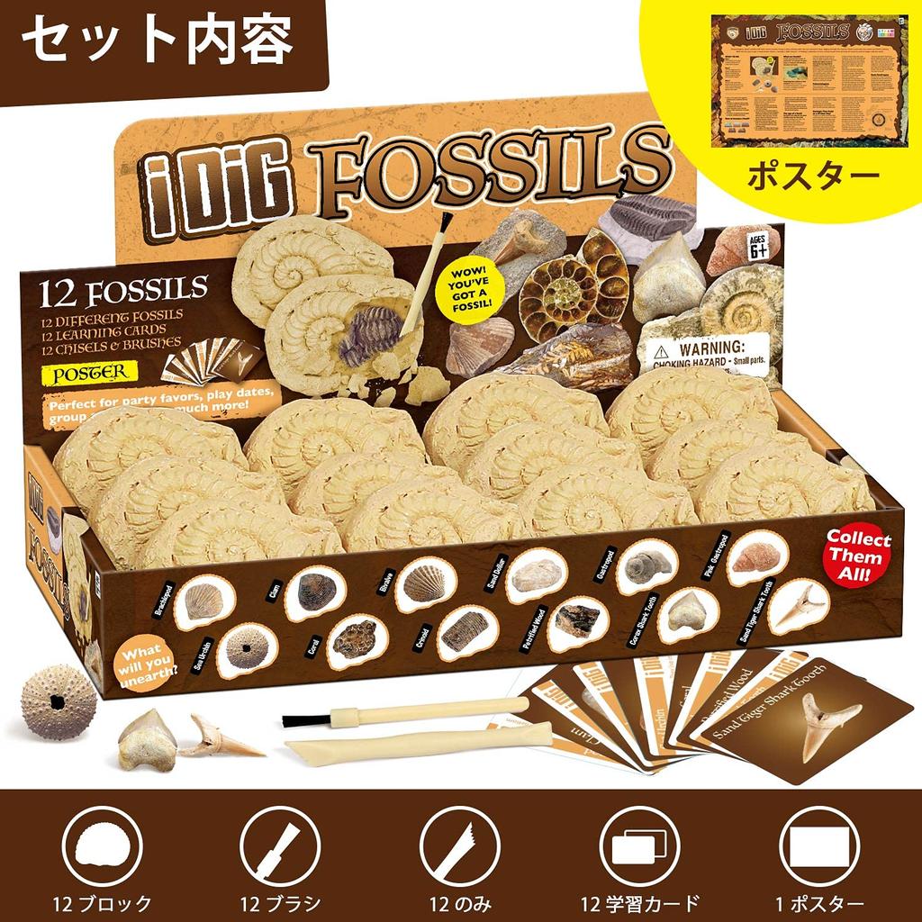 XXTOYS Fossil Excavation Fossil Fossil Excavation Natural Fossil Excavation Excavation Set of Gift Kit, Specimen, Kit, Set, Toy, 12, Paleontology,