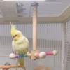 Parrot Rotating Bird Tray & Perch Toy - Cage Accessories for Cockatiels, Budgies, and Conures
