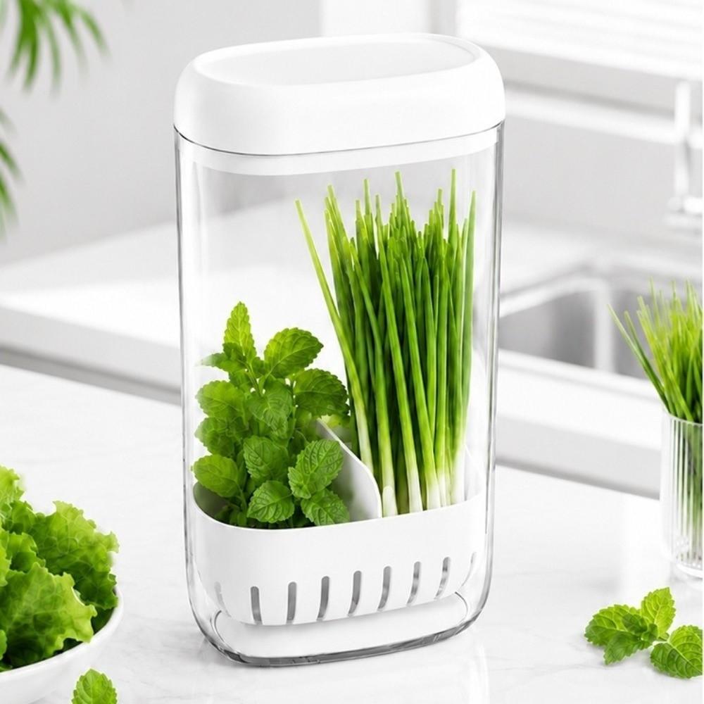 Clear Fresh Keeping Box Scallion Garlic Use Water Culture Container Fridge Storage Box Kitchen Use