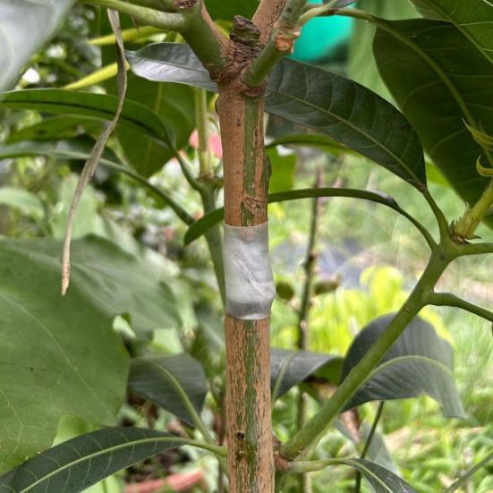 50Pcs Grafting Sleeves for Fruit Trees Soft Elastic Grafting Tubes Rapid Plant Bonding Graft Sleeves