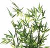 Artificial Bamboo In a 70cm Pot