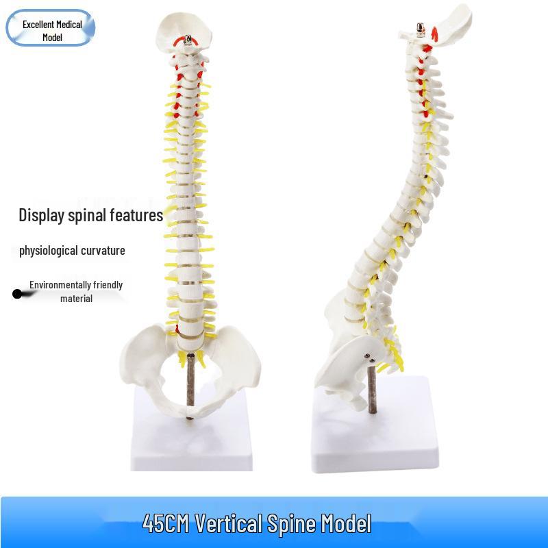 45CM Human Spine Model with Large Vertebrae, Intervertebral Discs, Nerves, Cervical, Thoracic, Coccyx Vertebrae, and Pelvis 45cm