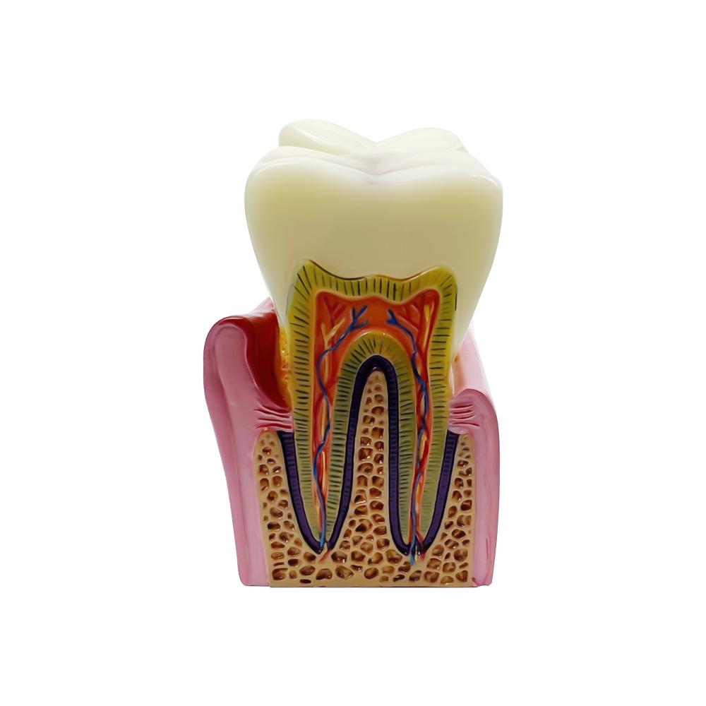 Big Dental Teeth Model Anatomy Large Dental Anatomical Model For Teaching Studying Education Demonstration Patient Communication