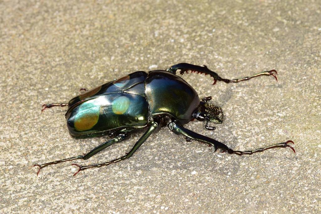 Nirvana Giant Scarab Beetle Refrigerator Plastic Finished Product Figure, Coleoptera, Ornament, Magnetic, Realistic, Adult, Illustrated, Insect,