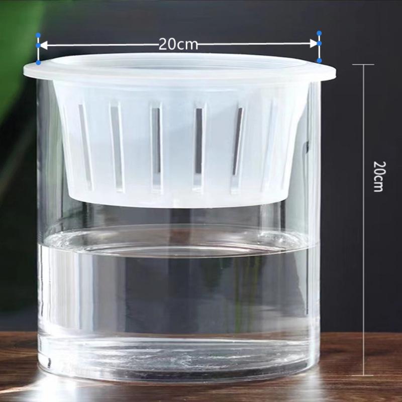 Hydroponic Glass Cylinder Vase for Pothos & Peace Lily - Transparent Water Culture Container with Free Shipping.
