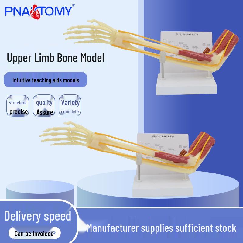 1:1 Scale Upper Limb Skeleton Model with Muscles, Nerves, and Bendable Joints 51x13.5x19 cm