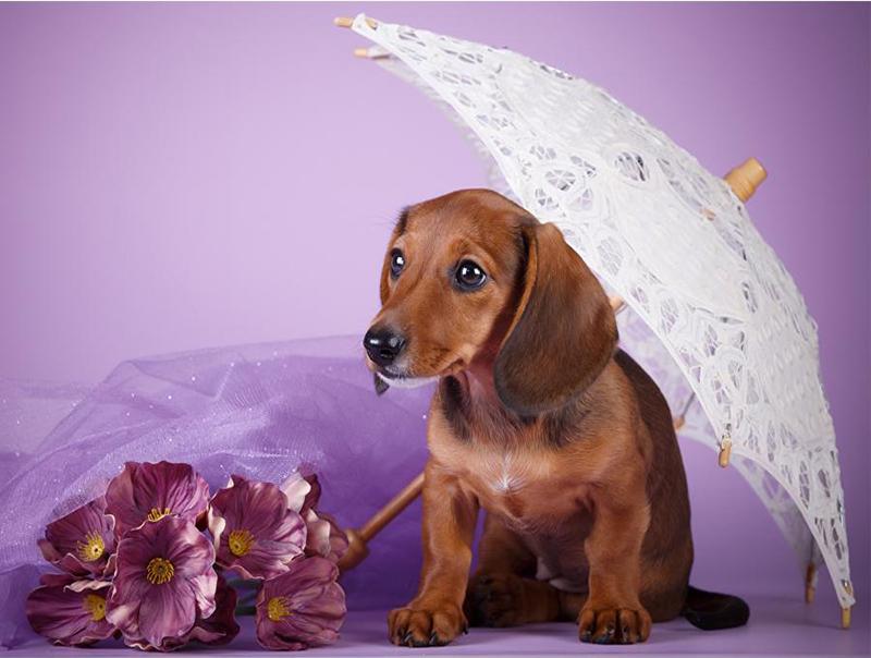 Diamond Painting Running Water Countryside Landscape Spring 5D Diamond Embroidery Cross Stitch Dog Animal Pictures of Rhinestones Mosaic Sale Wall Art