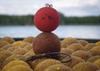 Carp Food Perfection Pop-up - Floating Balls 16mm/70g Mature Mulberry