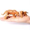 Figurina Leopardo Animali Giocattolo Figure Ocelot Pantera Ghepardo Giungla Animali Selvatici Figure Action Figure Giocattoli di Plastica Regali per Bambini