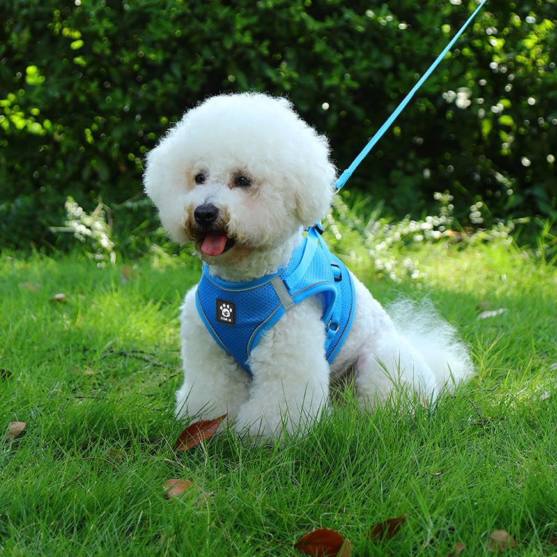 Cat leash anti-break free vest type Internet celebrity walking cat rope British short go out special cat chain pet chest strap