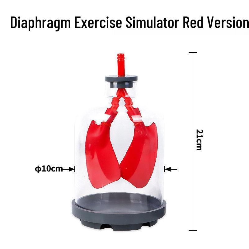Lung Breathing Model & Diaphragm Movement Simulator for Biology Education