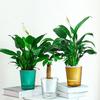 Vaso de Flores Autoirrigável Plástico Listrado com Cordas de Pavio Reservatório de Água Vaso para Plantas de Interior para Mesa Escritório Decoração de Casa