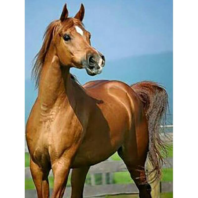 

DIY Лошадь 5d алмазная живопись полная круглая дрель горный хрусталь животное Алмазная вышивка наборы крестиков настенное искусство домашний декор подарок Full Round 20x30CM