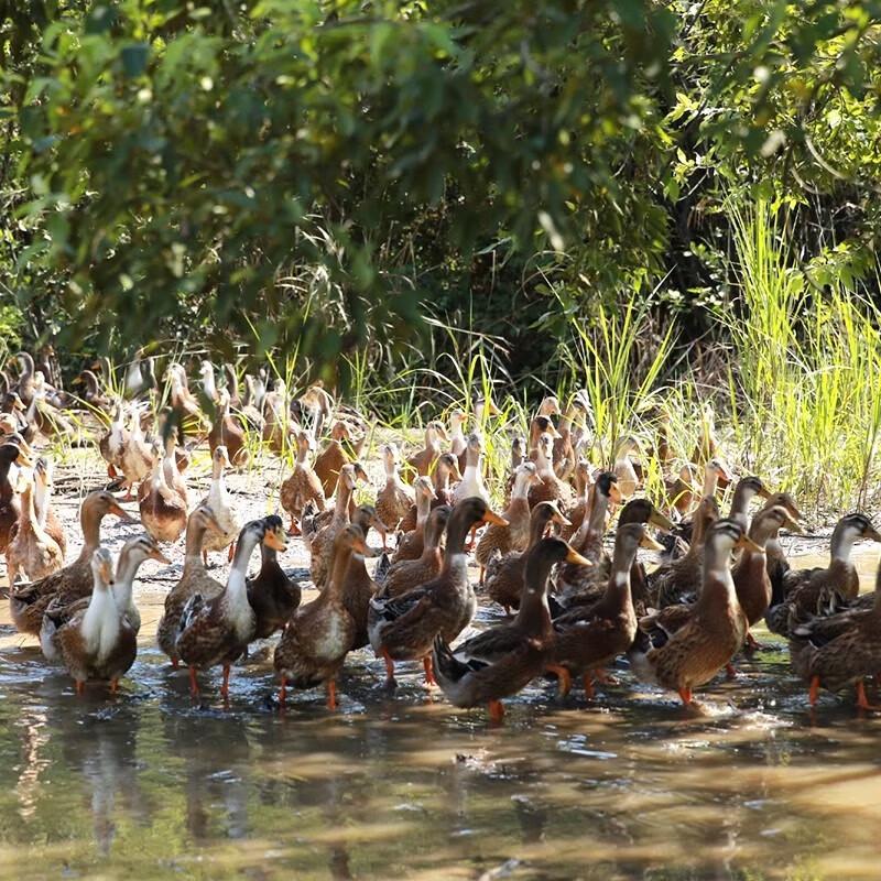 Dr. Yang Free-Range Duck