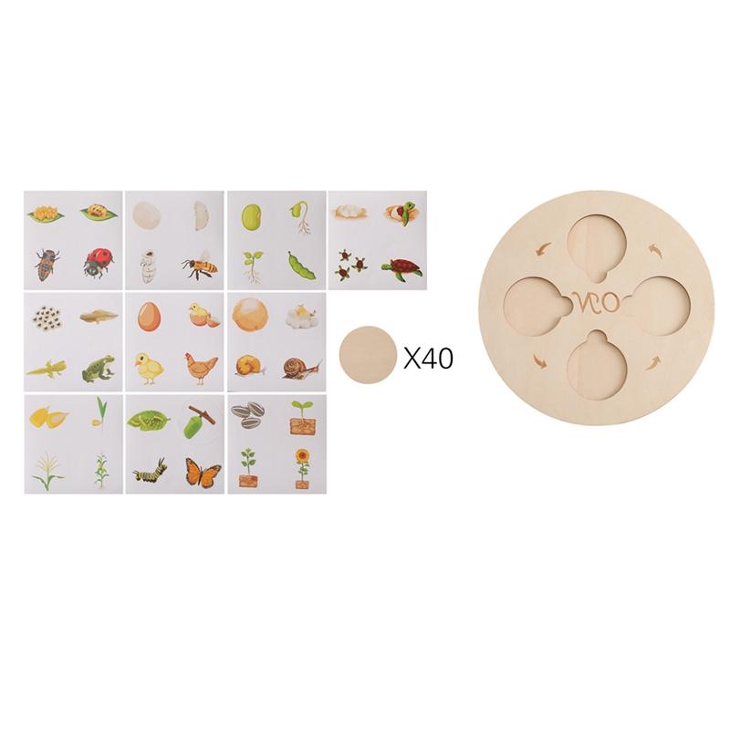 New Animal Life Cycle Board Montessori Teaching Aids Children Toys Plant Animal Growth Cycle Model Set Preschool Cognitive Toys