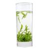 Chinese Longjing Tea Long Jing Spring Dragon Well Green Tea
