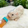 Eco-friendly Silicone Piglet Stress Relief Toy