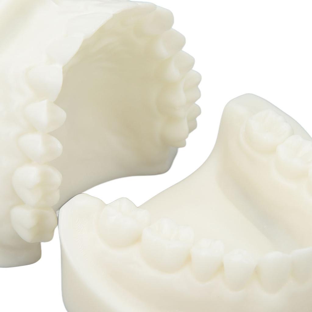 Tooth Model Educational Simulation White Corundum Dental Model for Teaching Study Supplies