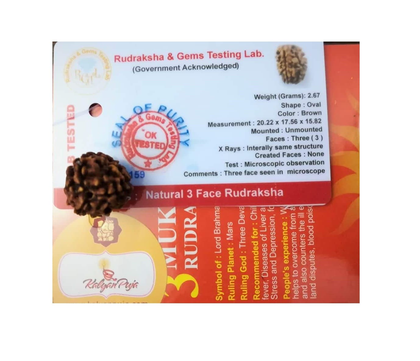 Рудракша сертифицированная (3 мукхи), 3 Mukhi Certified Rudraksha, Kalyan Puja