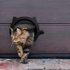 Aba de Porta para Gato com Fechadura de 4 Vias - Serve para Portas e Paredes Internas/Externas Aba para Animais de Estimação Segura e com Fechadura Ideal para Esconder Suprimentos de Caixa de Areia para Gatos