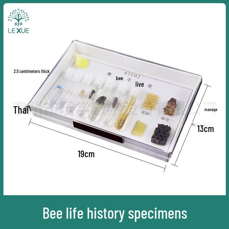 Bee Life Cycle Specimen: Bee Larva Growth J43102