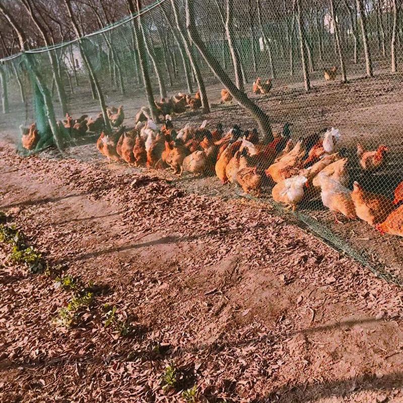 Strapazierfähiges Vogelabwehrnetz Gartend Deer Zaunnetz Gartennnetz Und Ernte Schutzzaunnetz Für Vogel Hirsch Katze Hund