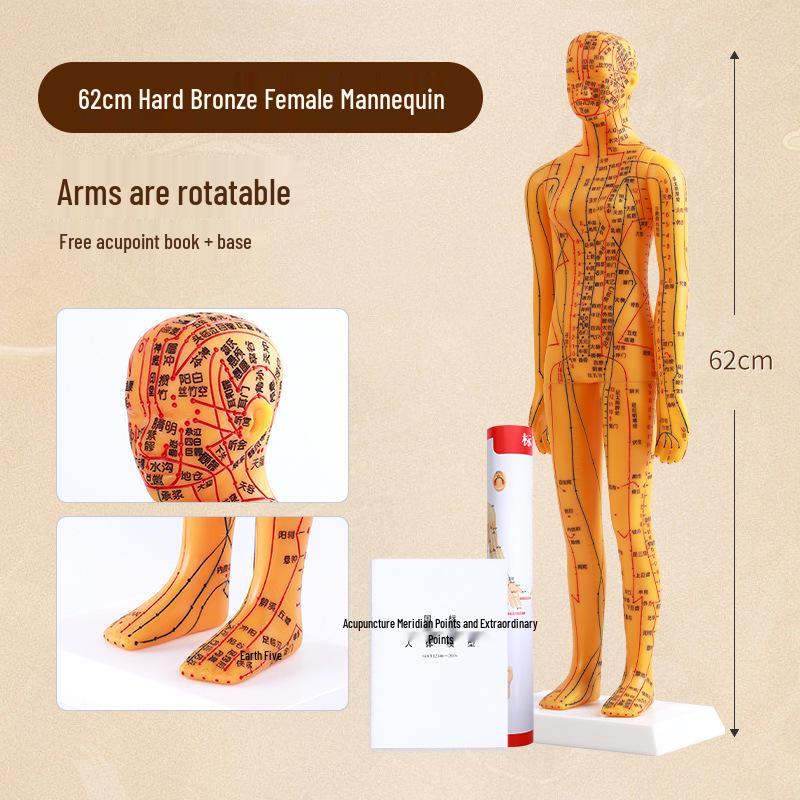 Full-Body Acupuncture Model with Meridian Chart - Traditional Chinese Medicine Training Aid 62cm