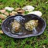 Reptile Bathing Dish Tortoise Feeder Amphibians Habitat Reptile Water Food Bowl Feeding Dish for Bearded Dragons Turtle