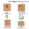 Montessori Cognitive Models: Sea Turtle, Hen, Frog, Snail, Butterfly, Bee Growth Cycle Toys