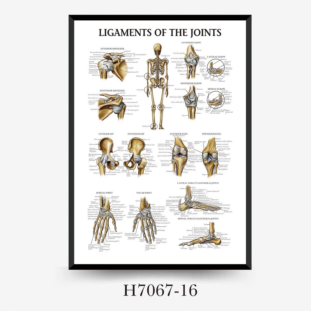Human Tissue Structure Muscle Gym Medical Education Decorative Canvas Painting Poster Wall Art for Home Decor