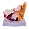 Professional Human Ear Model Anatomy PVC Plastic Anatomical Ear Model for Science Classroom Study Display