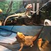 2Pcs Bearded Dragon Hammock with Suction Cup Breathable Mesh Reptile Hanging Bed for Chameleon Gecko Reptile Accessories