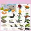 Insect Reptile Amphibian Pvc Animal Model Kit For Education Science Projects And Display