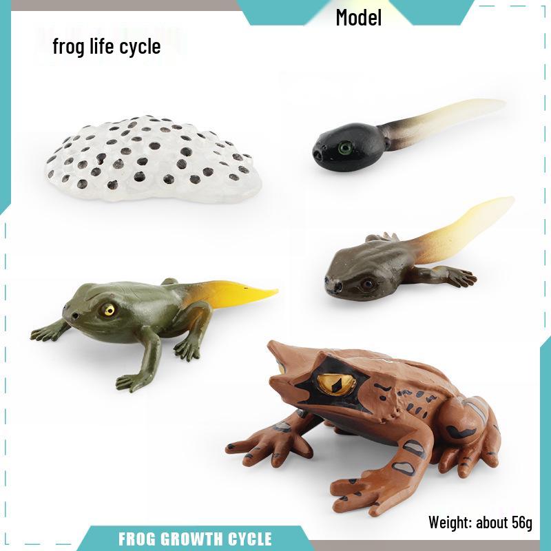Animal Growth Cycle Models: Chicken, Duck, Goose, Butterfly, Turtle, Frog Montessori Teaching Figurines