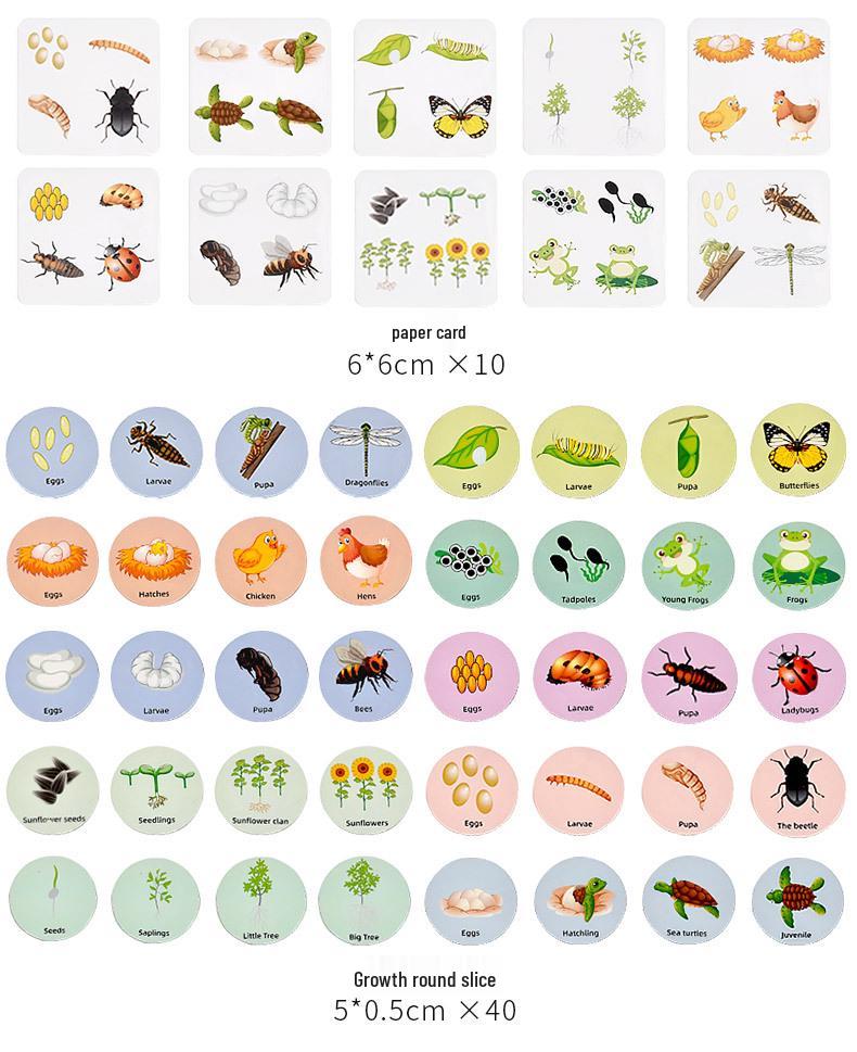 Wooden Educational Puzzle: Life Cycle Changes of Plants & Animals – Toddler Cognitive Growth Toy