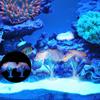 Luminous Anemone Simulation Artificial Plant Aquarium Decor Plastic Underwater Weed Grass Aquarium Fish Tank Decoration Ornament