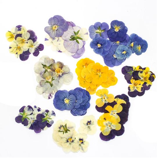 

24 шт. натуральных прессованных сухоцветов, сделай сам, искусство, поделки, украшение на торт, коктейли, ювелирные изделия из смолы, скрапбукинг, закладки, изготовление красочных прессованных