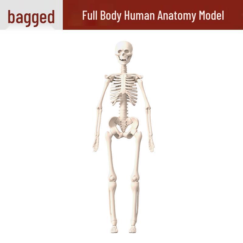 STEM Education Human Body Model for Children - Organs and Skeleton Assembly