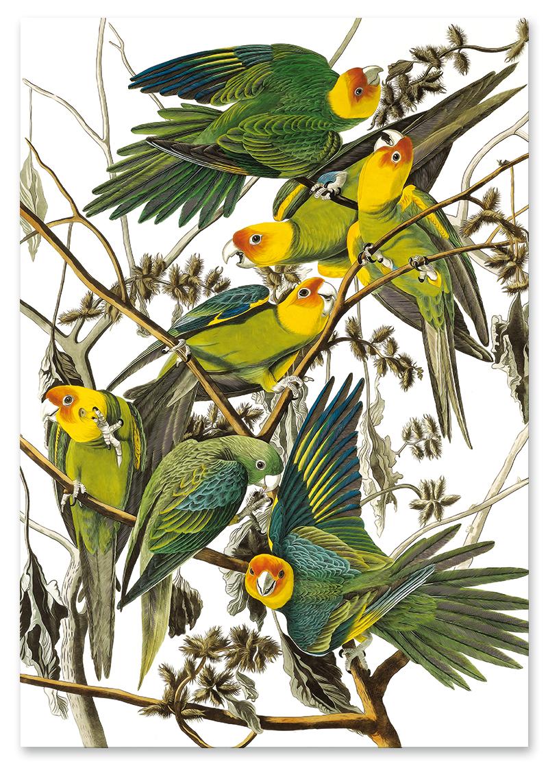 

Plakat papugi retro vintage plakaty 30x40 cm