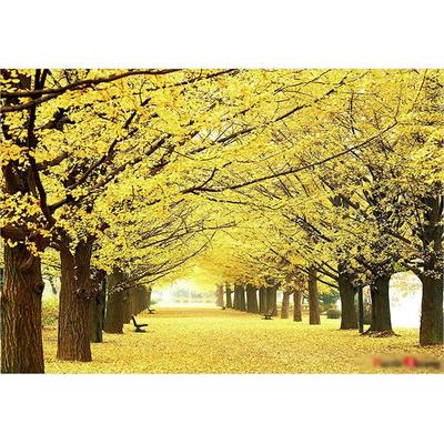 Puzzle Life Golden Ginkgo Road 1000 Pieces, 51x73.5cm Jigsaw Puzzle, Childrens Games, Educational Toys