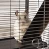 Small Animal Cage with Wheels Pet Home for Chinchillas Ferrets Kittens, with Hammock, 4 Platforms, Removable Tray, Silver