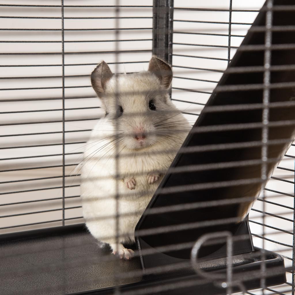 Small Animal Cage with Wheels Pet Home for Chinchillas Ferrets Kittens, with Hammock, 4 Platforms, Removable Tray, Silver