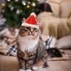 Dogs Cats Christmas Hats Pet Headgear Cute And Funny Little Dogs Headwear Cat Hats Pannier Dog Fast Shipping