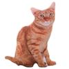 1PC 50CM 3D Simulation Cats Pillow Cute Animal Washable Plush Stuffed Kids Toy Sofa Pillows Home Decoration Kawaii Room Decor