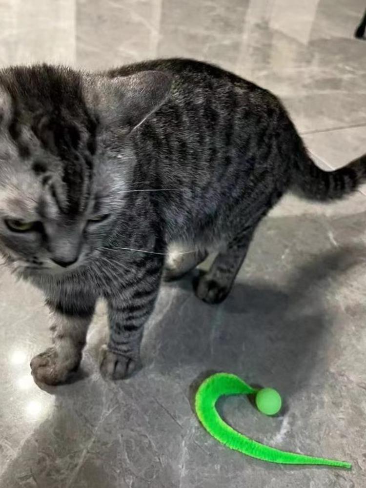 1 Piece Pet Cat Toy Fluorescent Elastic Ball Caterpillar Random Color