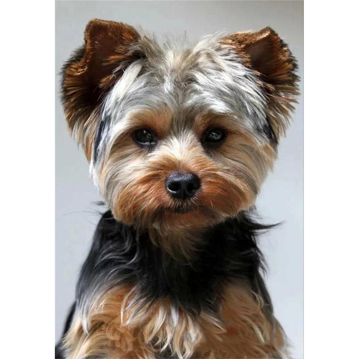 

DIY Алмазная картина Симпатичные животные Набор для вышивки крестом Мозаичное искусство Алмазная картина Полный круг Алмазное украшение для дома Round 30x40cm